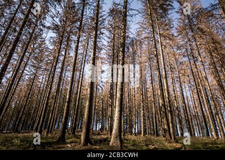 Waldstück im Sauerland. Ganze Fichtenwälder bei Lüdenscheid im Sauerland wurden durch den Rindenkäfer beschädigt und starben. Die befallenen Bäume müssen schnell abgeholzt werden, damit sich der Käfer nicht weiter ausbreiten kann, um andere geschwächte Bäume zu befallen. Die große Dürre in den Wäldern verursacht auch den Tod der Bäume. © Frank Schultze / Zeitenspiegel Stockfoto
