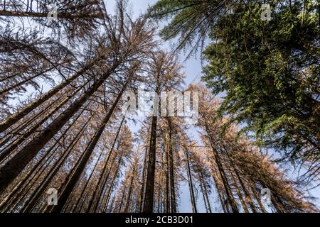 Waldstück im Sauerland. Ganze Fichtenwälder bei Lüdenscheid im Sauerland wurden durch den Rindenkäfer beschädigt und starben. Die befallenen Bäume müssen schnell abgeholzt werden, damit sich der Käfer nicht weiter ausbreiten kann, um andere geschwächte Bäume zu befallen. Die große Dürre in den Wäldern verursacht auch den Tod der Bäume. © Frank Schultze / Zeitenspiegel Stockfoto