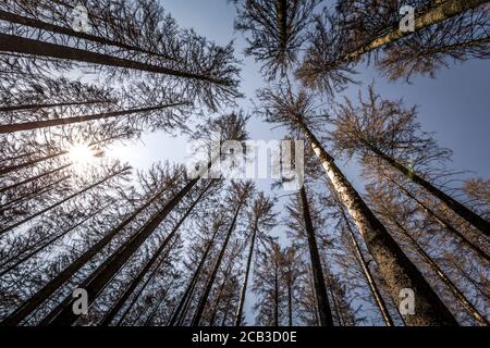 Waldstück im Sauerland. Ganze Fichtenwälder bei Lüdenscheid im Sauerland wurden durch den Rindenkäfer beschädigt und starben. Die befallenen Bäume müssen schnell abgeholzt werden, damit sich der Käfer nicht weiter ausbreiten kann, um andere geschwächte Bäume zu befallen. Die große Dürre in den Wäldern verursacht auch den Tod der Bäume. © Frank Schultze / Zeitenspiegel Stockfoto