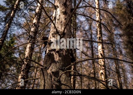 Waldstück im Sauerland. Ganze Fichtenwälder bei Lüdenscheid im Sauerland wurden durch den Rindenkäfer beschädigt und starben. Die befallenen Bäume müssen schnell abgeholzt werden, damit sich der Käfer nicht weiter ausbreiten kann, um andere geschwächte Bäume zu befallen. Die große Dürre in den Wäldern verursacht auch den Tod der Bäume. © Frank Schultze / Zeitenspiegel Stockfoto