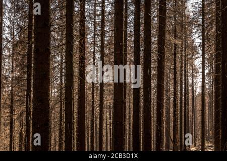 Waldstück im Sauerland. Ganze Fichtenwälder bei Lüdenscheid im Sauerland wurden durch den Rindenkäfer beschädigt und starben. Die befallenen Bäume müssen schnell abgeholzt werden, damit sich der Käfer nicht weiter ausbreiten kann, um andere geschwächte Bäume zu befallen. Die große Dürre in den Wäldern verursacht auch den Tod der Bäume. © Frank Schultze / Zeitenspiegel Stockfoto