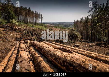 Waldstück im Sauerland. Ganze Fichtenwälder bei Lüdenscheid im Sauerland wurden durch den Rindenkäfer beschädigt und starben. Die befallenen Bäume müssen schnell abgeholzt werden, damit sich der Käfer nicht weiter ausbreiten kann, um andere geschwächte Bäume zu befallen. Die große Dürre in den Wäldern verursacht auch den Tod der Bäume. © Frank Schultze / Zeitenspiegel Stockfoto