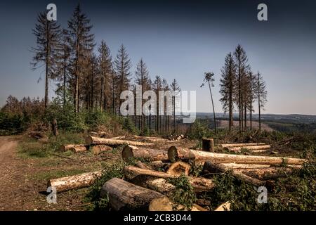 Waldstück im Sauerland. Ganze Fichtenwälder bei Lüdenscheid im Sauerland wurden durch den Rindenkäfer beschädigt und starben. Die befallenen Bäume müssen schnell abgeholzt werden, damit sich der Käfer nicht weiter ausbreiten kann, um andere geschwächte Bäume zu befallen. Die große Dürre in den Wäldern verursacht auch den Tod der Bäume. © Frank Schultze / Zeitenspiegel Stockfoto