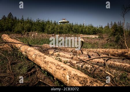 Waldstück im Sauerland. Ganze Fichtenwälder bei Lüdenscheid im Sauerland wurden durch den Rindenkäfer beschädigt und starben. Die befallenen Bäume müssen schnell abgeholzt werden, damit sich der Käfer nicht weiter ausbreiten kann, um andere geschwächte Bäume zu befallen. Die große Dürre in den Wäldern verursacht auch den Tod der Bäume. © Frank Schultze / Zeitenspiegel Stockfoto