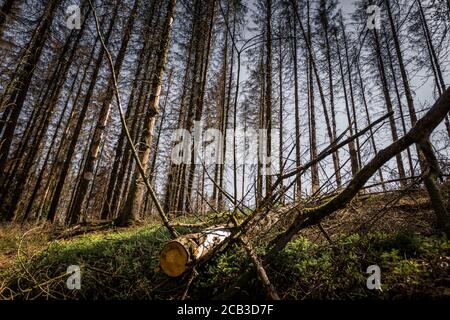 Waldstück im Sauerland. Ganze Fichtenwälder bei Lüdenscheid im Sauerland wurden durch den Rindenkäfer beschädigt und starben. Die befallenen Bäume müssen schnell abgeholzt werden, damit sich der Käfer nicht weiter ausbreiten kann, um andere geschwächte Bäume zu befallen. Die große Dürre in den Wäldern verursacht auch den Tod der Bäume. © Frank Schultze / Zeitenspiegel Stockfoto
