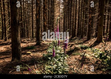 Waldstück im Sauerland. Ganze Fichtenwälder bei Lüdenscheid im Sauerland wurden durch den Rindenkäfer beschädigt und starben. Die befallenen Bäume müssen schnell abgeholzt werden, damit sich der Käfer nicht weiter ausbreiten kann, um andere geschwächte Bäume zu befallen. Die große Dürre in den Wäldern verursacht auch den Tod der Bäume. © Frank Schultze / Zeitenspiegel Stockfoto