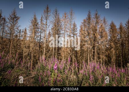 Waldstück im Sauerland. Ganze Fichtenwälder bei Lüdenscheid im Sauerland wurden durch den Rindenkäfer beschädigt und starben. Die befallenen Bäume müssen schnell abgeholzt werden, damit sich der Käfer nicht weiter ausbreiten kann, um andere geschwächte Bäume zu befallen. Die große Dürre in den Wäldern verursacht auch den Tod der Bäume. © Frank Schultze / Zeitenspiegel Stockfoto