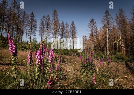 Waldstück im Sauerland. Ganze Fichtenwälder bei Lüdenscheid im Sauerland wurden durch den Rindenkäfer beschädigt und starben. Die befallenen Bäume müssen schnell abgeholzt werden, damit sich der Käfer nicht weiter ausbreiten kann, um andere geschwächte Bäume zu befallen. Die große Dürre in den Wäldern verursacht auch den Tod der Bäume. © Frank Schultze / Zeitenspiegel Stockfoto