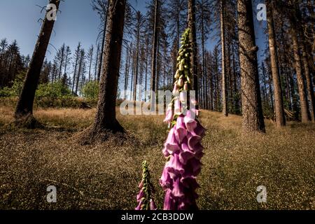 Waldstück im Sauerland. Ganze Fichtenwälder bei Lüdenscheid im Sauerland wurden durch den Rindenkäfer beschädigt und starben. Die befallenen Bäume müssen schnell abgeholzt werden, damit sich der Käfer nicht weiter ausbreiten kann, um andere geschwächte Bäume zu befallen. Die große Dürre in den Wäldern verursacht auch den Tod der Bäume. © Frank Schultze / Zeitenspiegel Stockfoto