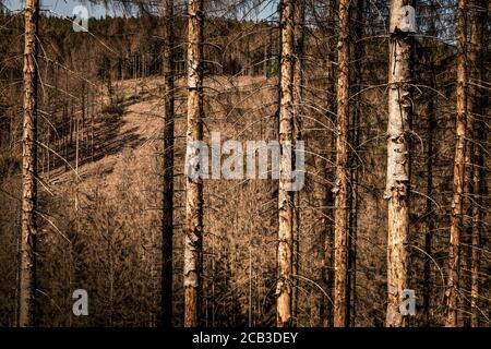 Waldstück im Sauerland. Ganze Fichtenwälder bei Lüdenscheid im Sauerland wurden durch den Rindenkäfer beschädigt und starben. Die befallenen Bäume müssen schnell abgeholzt werden, damit sich der Käfer nicht weiter ausbreiten kann, um andere geschwächte Bäume zu befallen. Die große Dürre in den Wäldern verursacht auch den Tod der Bäume. © Frank Schultze / Zeitenspiegel Stockfoto