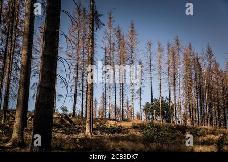 Waldstück im Sauerland. Ganze Fichtenwälder bei Lüdenscheid im Sauerland wurden durch den Rindenkäfer beschädigt und starben. Die befallenen Bäume müssen schnell abgeholzt werden, damit sich der Käfer nicht weiter ausbreiten kann, um andere geschwächte Bäume zu befallen. Die große Dürre in den Wäldern verursacht auch den Tod der Bäume. © Frank Schultze / Zeitenspiegel Stockfoto