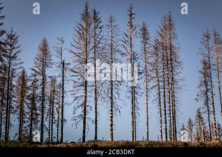 Waldstück im Sauerland. Ganze Fichtenwälder bei Lüdenscheid im Sauerland wurden durch den Rindenkäfer beschädigt und starben. Die befallenen Bäume müssen schnell abgeholzt werden, damit sich der Käfer nicht weiter ausbreiten kann, um andere geschwächte Bäume zu befallen. Die große Dürre in den Wäldern verursacht auch den Tod der Bäume. © Frank Schultze / Zeitenspiegel Stockfoto