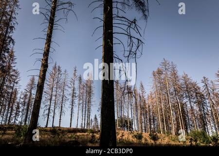 Waldstück im Sauerland. Ganze Fichtenwälder bei Lüdenscheid im Sauerland wurden durch den Rindenkäfer beschädigt und starben. Die befallenen Bäume müssen schnell abgeholzt werden, damit sich der Käfer nicht weiter ausbreiten kann, um andere geschwächte Bäume zu befallen. Die große Dürre in den Wäldern verursacht auch den Tod der Bäume. © Frank Schultze / Zeitenspiegel Stockfoto