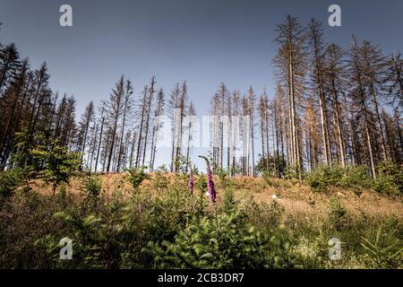 Waldstück im Sauerland. Ganze Fichtenwälder bei Lüdenscheid im Sauerland wurden durch den Rindenkäfer beschädigt und starben. Die befallenen Bäume müssen schnell abgeholzt werden, damit sich der Käfer nicht weiter ausbreiten kann, um andere geschwächte Bäume zu befallen. Die große Dürre in den Wäldern verursacht auch den Tod der Bäume. © Frank Schultze / Zeitenspiegel Stockfoto