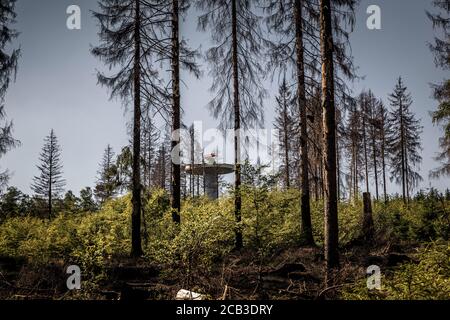 Waldstück im Sauerland. Ganze Fichtenwälder bei Lüdenscheid im Sauerland wurden durch den Rindenkäfer beschädigt und starben. Die befallenen Bäume müssen schnell abgeholzt werden, damit sich der Käfer nicht weiter ausbreiten kann, um andere geschwächte Bäume zu befallen. Die große Dürre in den Wäldern verursacht auch den Tod der Bäume. © Frank Schultze / Zeitenspiegel Stockfoto