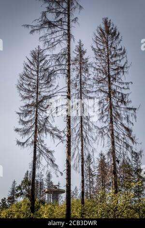 Waldstück im Sauerland. Ganze Fichtenwälder bei Lüdenscheid im Sauerland wurden durch den Rindenkäfer beschädigt und starben. Die befallenen Bäume müssen schnell abgeholzt werden, damit sich der Käfer nicht weiter ausbreiten kann, um andere geschwächte Bäume zu befallen. Die große Dürre in den Wäldern verursacht auch den Tod der Bäume. © Frank Schultze / Zeitenspiegel Stockfoto