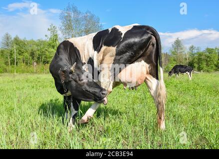 Kuh grasen auf dem Bauernhof und Blick in die Kamera. Schwarze und weiße junge Kuh, die auf einer Weide grast. Stockfoto