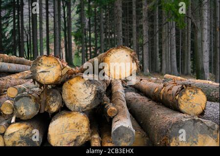 Holzfäller - Haufen mit ausgeschnittenen Stämmen. Rohmaterial aus Holz wird auf einem Hügel gelagert. Holz und Wald ist im Hintergrund Stockfoto