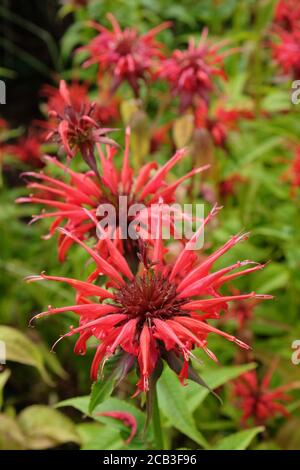 Monarda Didyma oder scharlachrote Beebalme 'quaw' in Blüte Stockfoto