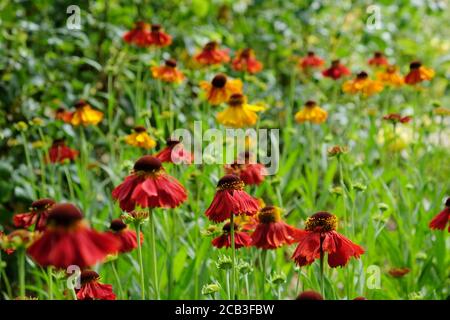 Helenium 'Moerheim Beauty' niesen in der Blüte während der Sommermonate Stockfoto