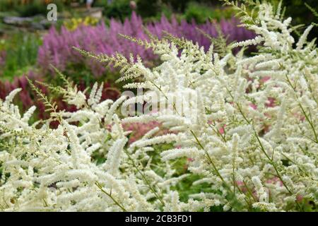 Weißer Astilbe 'Falscher Buck's Bart' in Blüte während des Sommers Monate Stockfoto