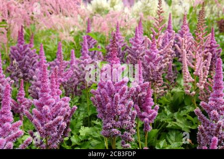 Rosa chinesische Astilbe "falsche Bock's Bart" in Blüte während der Sommermonate Stockfoto
