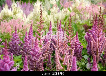 Rosa chinesische Astilbe "falsche Bock's Bart" in Blüte während der Sommermonate Stockfoto