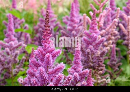 Rosa chinesische Astilbe "falsche Bock's Bart" in Blüte während der Sommermonate Stockfoto