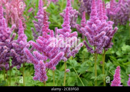 Rosa chinesische Astilbe "falsche Bock's Bart" in Blüte während der Sommermonate Stockfoto
