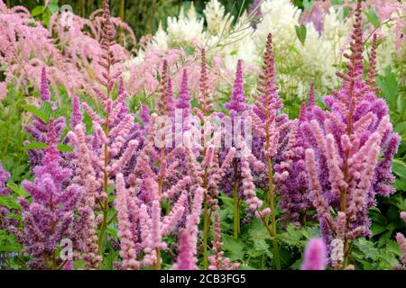 Rosa chinesische Astilbe "falsche Bock's Bart" in Blüte während der Sommermonate Stockfoto