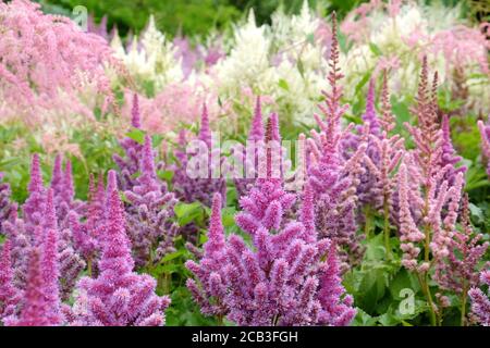 Rosa chinesische Astilbe "falsche Bock's Bart" in Blüte während der Sommermonate Stockfoto