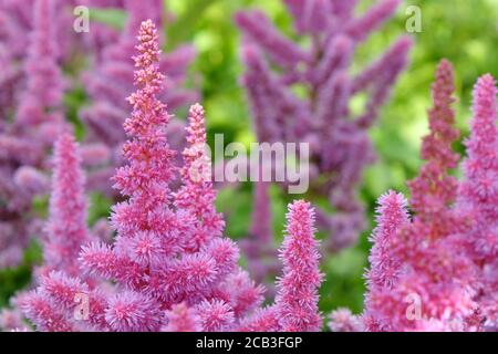 Rosa chinesische Astilbe "falsche Bock's Bart" in Blüte während der Sommermonate Stockfoto