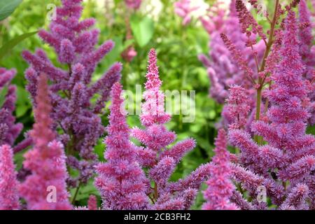 Rosa chinesische Astilbe "falsche Bock's Bart" in Blüte während der Sommermonate Stockfoto
