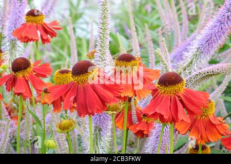 Helenium 'Moerheim Beauty' niesen und lila stachelten Speedwell in Blüte Während der Sommermonate Stockfoto