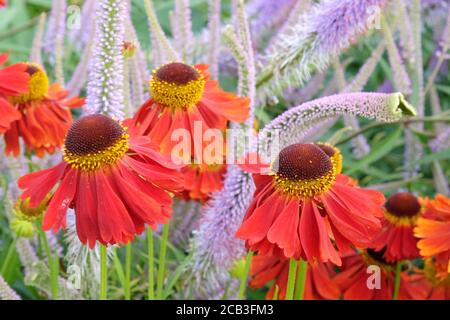 Helenium 'Moerheim Beauty' niesen und lila stachelten Speedwell in Blüte Während der Sommermonate Stockfoto