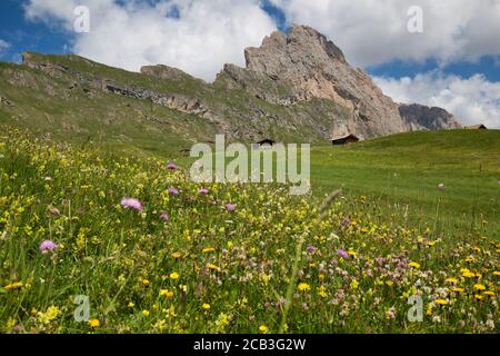 Wilde Blumen wachsen auf der Seite der Seceda Berg in der Italienischen Dolimites der Alpen Stockfoto