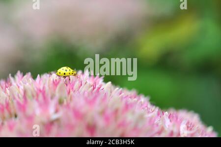 Ein kleiner gelber Marienkäfer geht an den rosa Blüten entlang Stockfoto