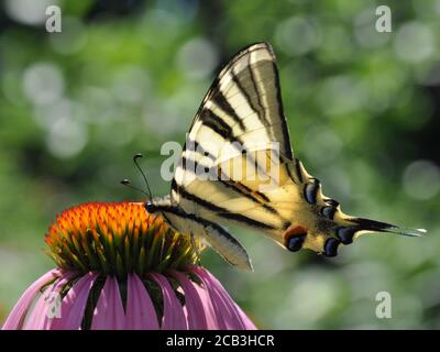 Schmetterling podalirium Iphiclides podalirius, von der Sonne beleuchtet, sitzt auf einer Echinacea Blume. Sommertag. Stockfoto