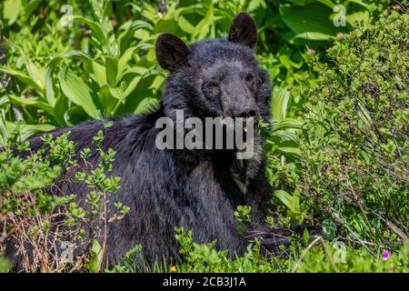 Amerikanischer Schwarzbär, Ursus americanus, Fütterung von Grey's Lovage, Ligusticum greyi, im Juli auf dem Weg durch die Wiesen des Paradieses, Mount Rainier Stockfoto
