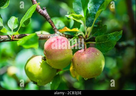 Selektive Fokusaufnahme von taubedeckten grünen Äpfeln auf einem Ast Stockfoto