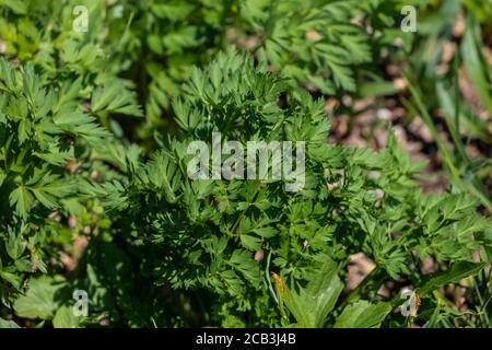 Ligusticum greyi, Grays Liebstöckel, verlässt im Juli das Paradise im Mount Rainier National Park, Washington State, USA Stockfoto