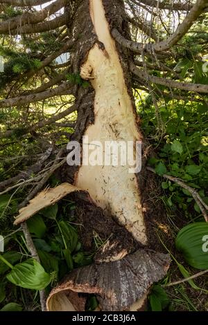 Amerikanischer Schwarzbär, Ursus americanus, Fütterung auf dem Kambium einer Subalpine Fir, Abies lasiocarpa, mit Krallen und Zähnen, Juli entlang einer Spur in Parad Stockfoto