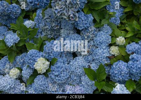 Hintergrund oder Textur der Sommer blühende blaue MOPHEAD Hydrangea (Hydrangea macrophylla 'Musseline') in einem Waldgarten in Rural Devon, England, UK Stockfoto