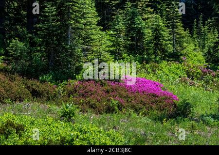 Phyllodoce empetriformis, Rosa Bergheide, blüht im Juli in den subalpinen Wiesen des Paradieses, Mount Rainier National Park, Washington State, U Stockfoto