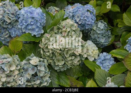 Hintergrund oder Textur der Sommer blühende blaue MOPHEAD Hydrangea (Hydrangea macrophylla 'Musseline') in einem Waldgarten in Rural Devon, England, UK Stockfoto