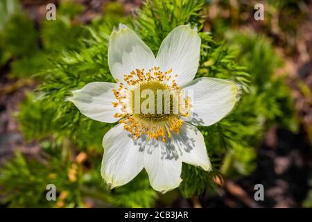 Bergpasqueflower, Anemone occidentalis, blühend im Juli, Paradiesgebiet des Mount Rainier National Park, Washington State, USA Stockfoto