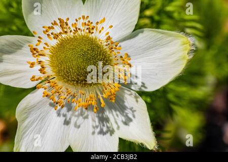 Bergpasqueflower, Anemone occidentalis, blühend im Juli, Paradiesgebiet des Mount Rainier National Park, Washington State, USA Stockfoto