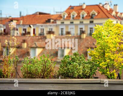 Blumen und Pflanzen auf dem Hintergrund eines Hauses mit Dachziegel. Natur Hintergrund Stockfoto