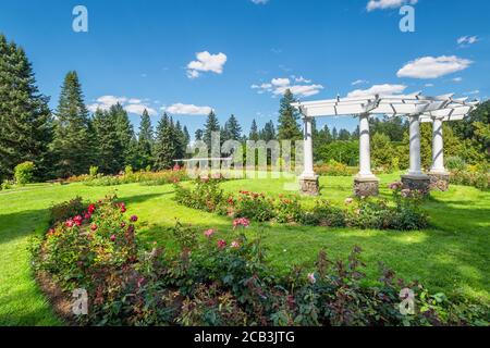 Der Rose Hill Rose Garden im Manito Park, Spokane Washington, mit einer weißen Pergola und blühenden Rosen. Stockfoto