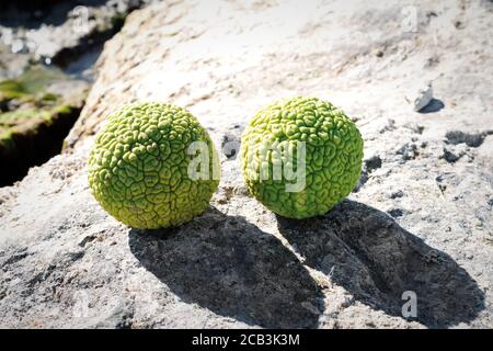 Adams Apfel am felsigen Ufer des Kaspischen Meeres. Oktober ist der Monat. Stockfoto